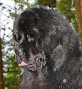 Превью фото № 233793