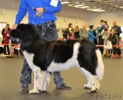 Превью фото № 233821