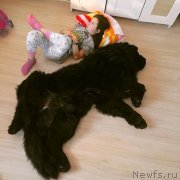 Превью фото № 233823