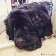 Превью фото № 233827