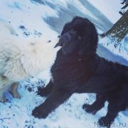 Превью фото № 233829