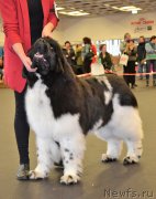 Превью фото № 233846