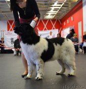 Превью фото № 233847