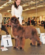 Превью фото № 233852