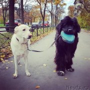 Превью фото № 233892