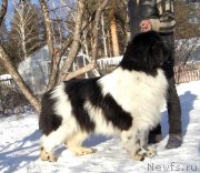 Превью фото № 233895