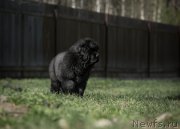 Превью фото № 233940