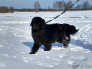 Превью фото № 233970