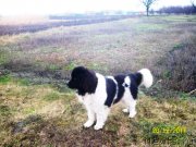 Превью фото № 233983