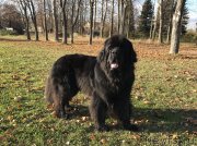 Превью фото № 233988