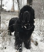 Превью фото № 233993