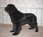 Превью фото № 234