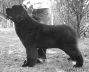 Превью фото № 234020