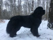 Превью фото № 234036