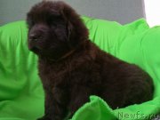 Превью фото № 234040