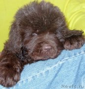 Превью фото № 234041