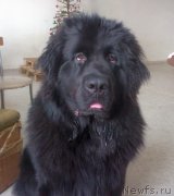 Превью фото № 234042