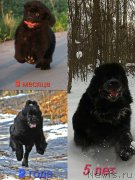 Превью фото № 234047