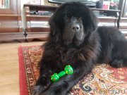 Превью фото № 234059