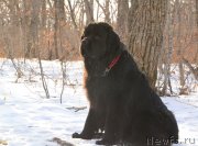 Превью фото № 234072