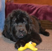 Превью фото № 234152