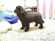 Превью фото № 234162