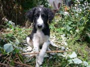 Превью фото № 234212