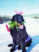 Превью фото № 234230