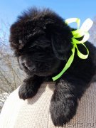 Превью фото № 234258