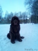 Превью фото № 234266