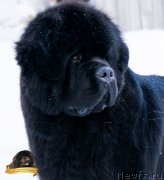 Превью фото № 234276