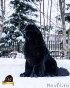 Превью фото № 234278