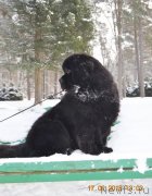 Превью фото № 234286