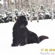 Превью фото № 234287