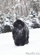 Превью фото № 234288