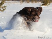 Превью фото № 234299
