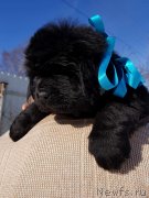 Превью фото № 234302