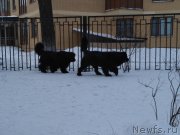 Превью фото № 234309