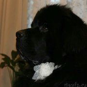 Превью фото № 234312