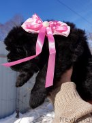 Превью фото № 234370