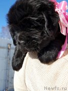 Превью фото № 234373