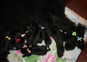 Превью фото № 234378