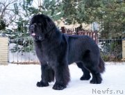 Превью фото № 234381