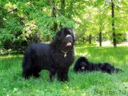 Превью фото № 234434