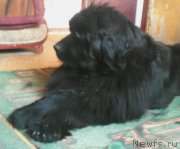 Превью фото № 234499