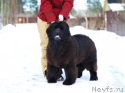 Превью фото № 234595