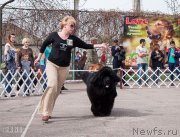 Превью фото № 234601