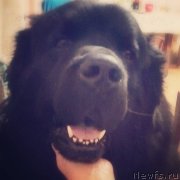 Превью фото № 234631