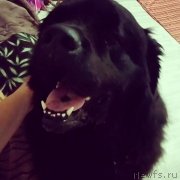 Превью фото № 234632