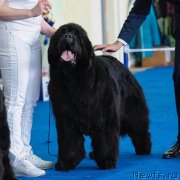 Превью фото № 234713